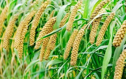 【華夏粟糧】谷物復(fù)興，每一個(gè)國人的使命！
