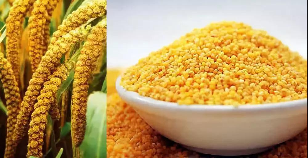 【華夏粟糧】谷物復(fù)興，每一個(gè)國人的使命！