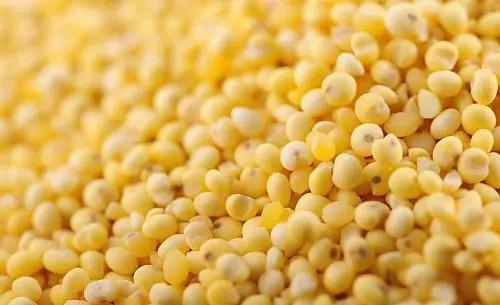 谷子——全球糧食戰(zhàn)略的突破口